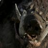 [Critique] Boar: Pigzilla, roi des porcs